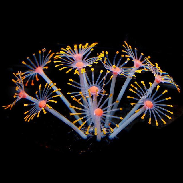 Silicone Glowing Aquarium Coral Plants Decor Supplies